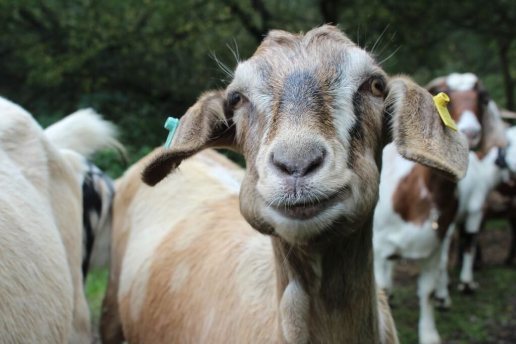 4 syarat kambing aqiqah